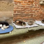 WhatsApp Image 2021-04-20 at 11.04.26